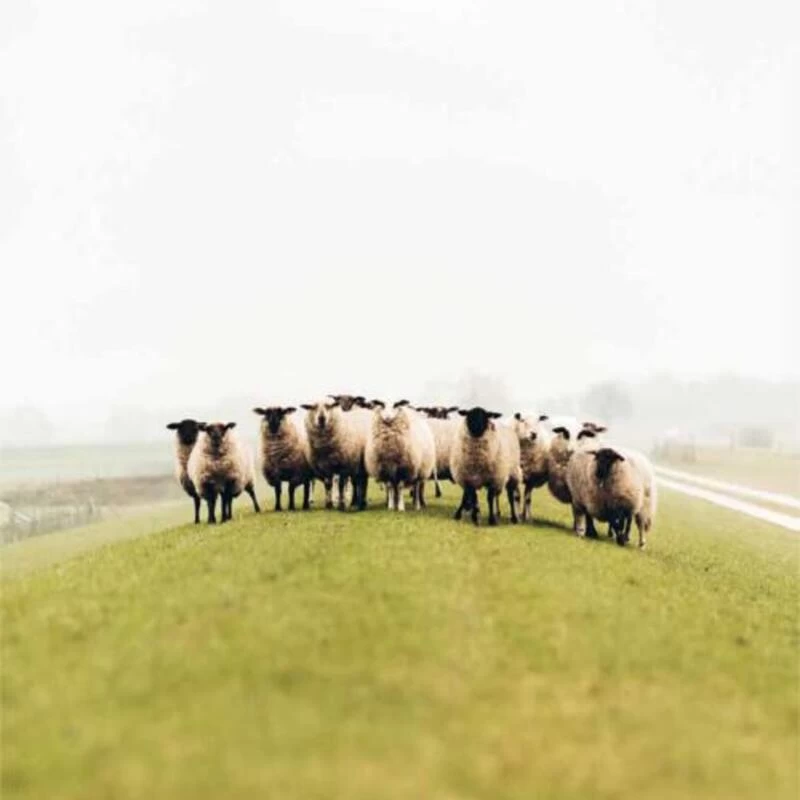 Wollen Muts Windy Merinowol Windbreaker 2022 - One Size - Groen 4 Wollen Muts Windy Merinowol Windbreaker 2022 - One Size - Groen - Afbeelding 4